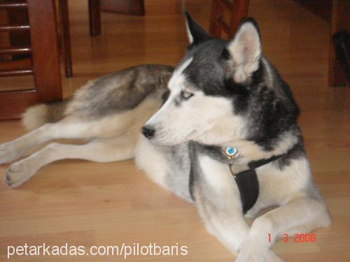 asena Dişi Sibirya Kurdu (Husky)