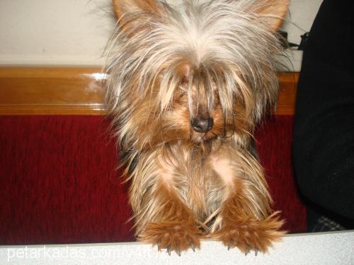 cincır Erkek Yorkshire Terrier