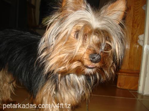 cincır Erkek Yorkshire Terrier