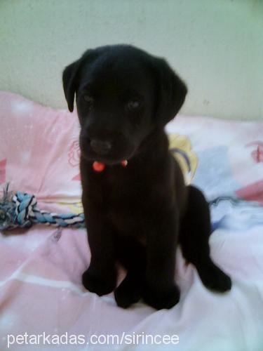 zeytin Dişi Labrador Retriever