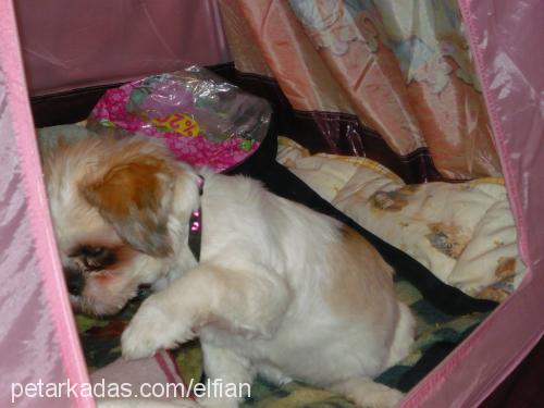 luna Dişi Shih-Tzu