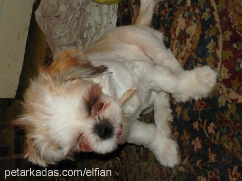 luna Dişi Shih-Tzu