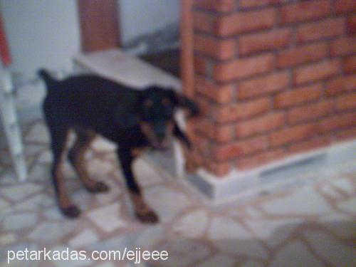 rodi Erkek Doberman Pinscher