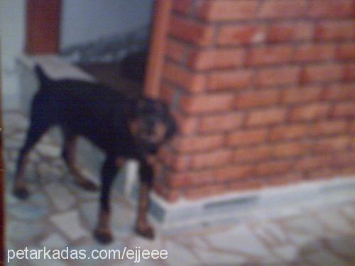 rodi Erkek Doberman Pinscher