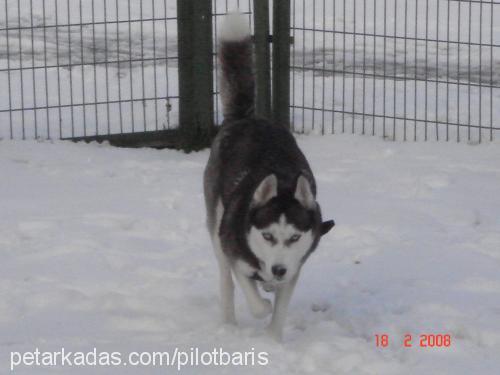 asena Dişi Sibirya Kurdu (Husky)