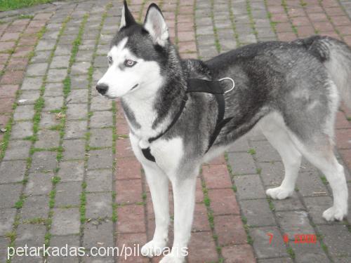 asena Dişi Sibirya Kurdu (Husky)