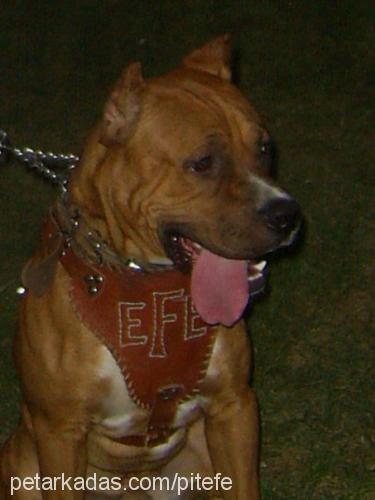 efe Erkek Amerikan Pitbull Terrier