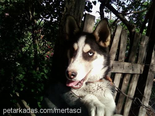 wotka Erkek Sibirya Kurdu (Husky)