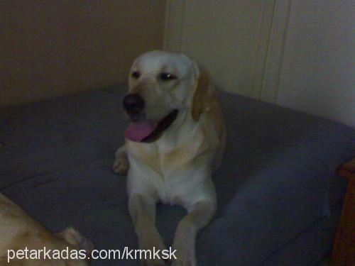 barut Erkek Labrador Retriever