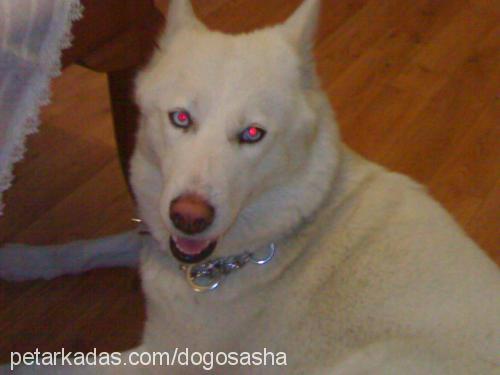 prenses Dişi Sibirya Kurdu (Husky)