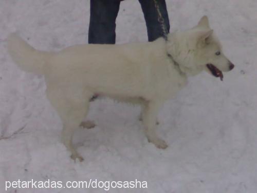 prenses Dişi Sibirya Kurdu (Husky)