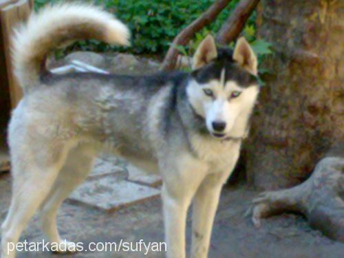 efe Erkek Sibirya Kurdu (Husky)