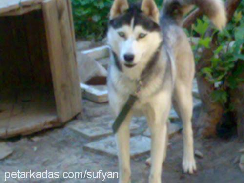 efe Erkek Sibirya Kurdu (Husky)