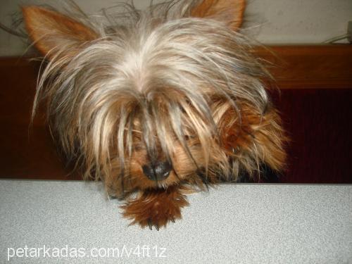 cincır Erkek Yorkshire Terrier