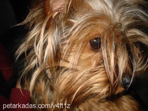 cincır Erkek Yorkshire Terrier