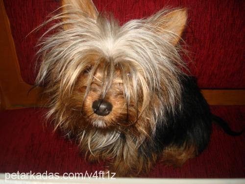 cincır Erkek Yorkshire Terrier