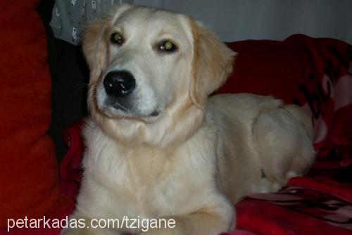 huriss Dişi Golden Retriever