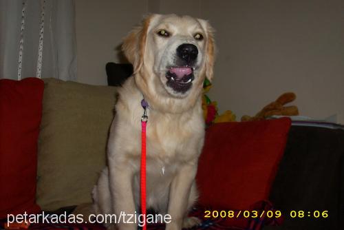 huriss Dişi Golden Retriever