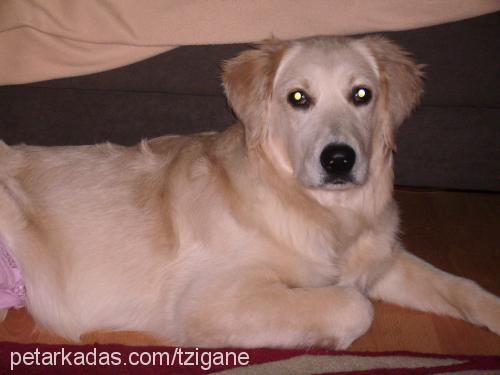 huriss Dişi Golden Retriever