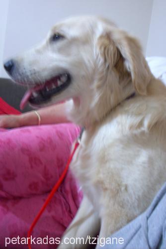 huriss Dişi Golden Retriever