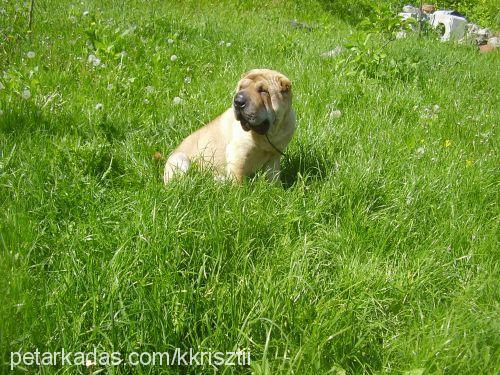 zsöme Dişi Çin Shar-Pei