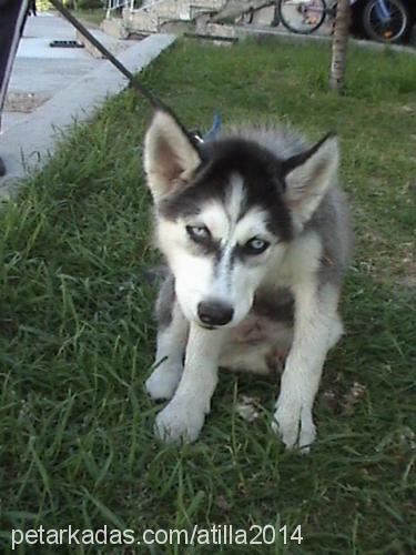 lİdya Erkek Sibirya Kurdu (Husky)