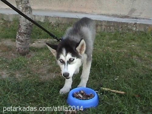 lİdya Erkek Sibirya Kurdu (Husky)