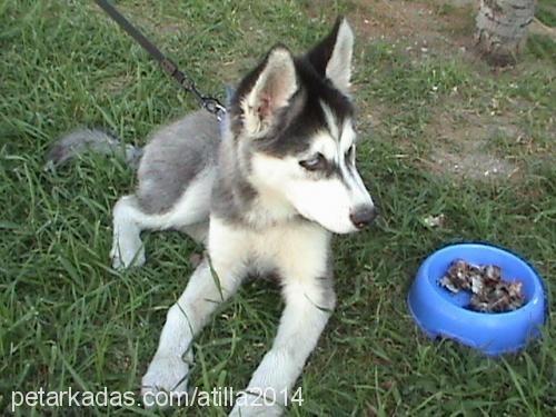 lİdya Erkek Sibirya Kurdu (Husky)