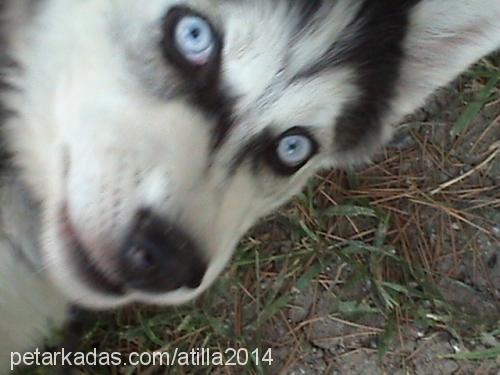 lİdya Erkek Sibirya Kurdu (Husky)