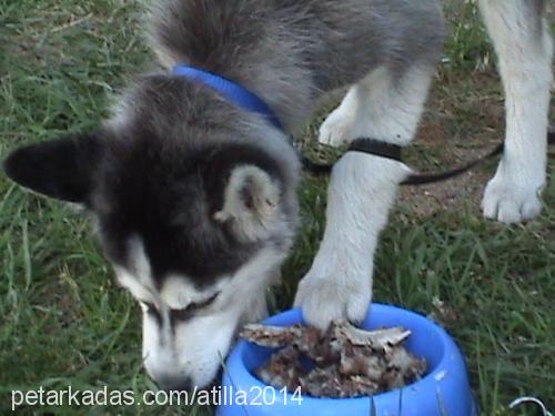 lİdya Erkek Sibirya Kurdu (Husky)