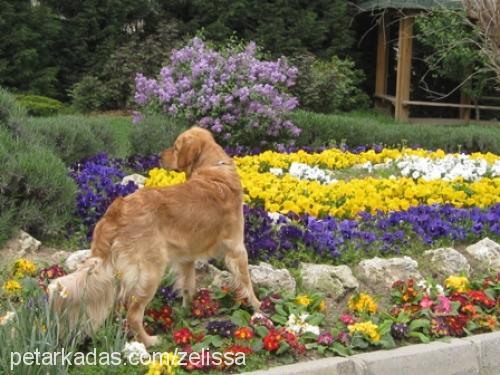 rusty Erkek Golden Retriever