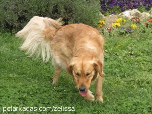 rusty Erkek Golden Retriever