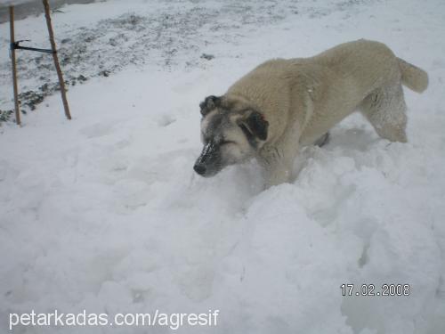 canom Dişi Sokö (Sokak Köpeği)