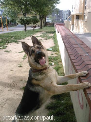 lady Dişi Alman Çoban Köpeği