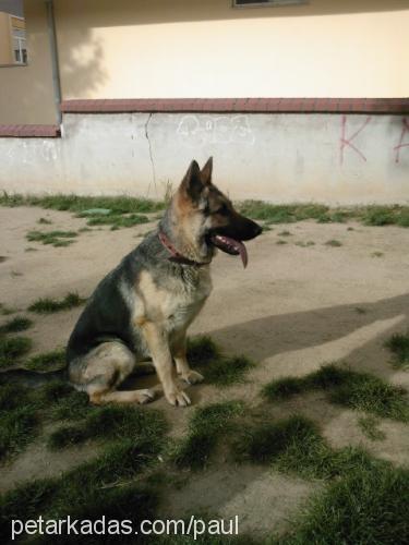 lady Dişi Alman Çoban Köpeği