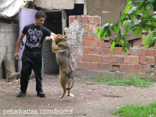 badof Erkek Sibirya Kurdu (Husky)