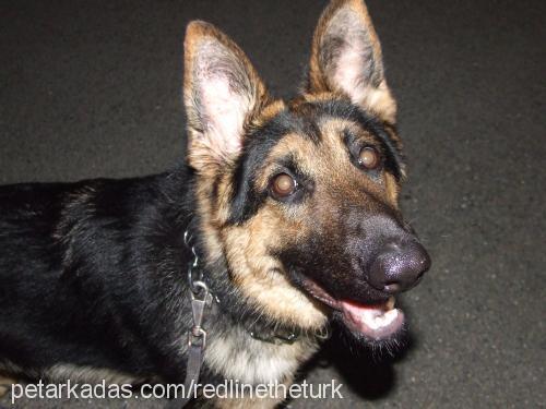 Zeytin Dişi Alman Çoban Köpeği