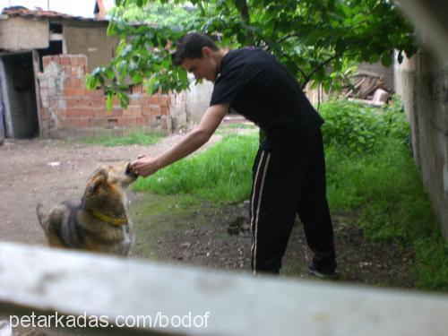 badof Erkek Sibirya Kurdu (Husky)