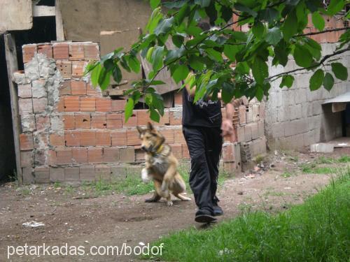 badof Erkek Sibirya Kurdu (Husky)