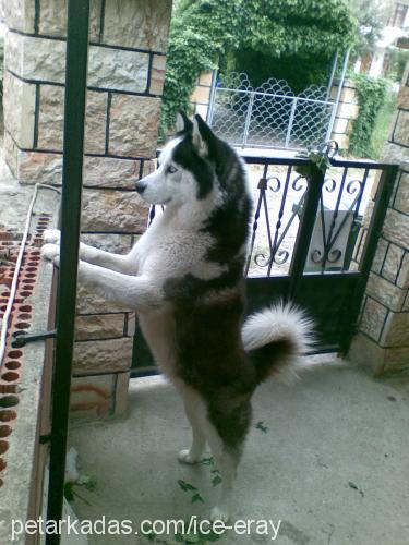 ice Erkek Sibirya Kurdu (Husky)