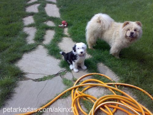 betty Dişi Old English Sheepdog