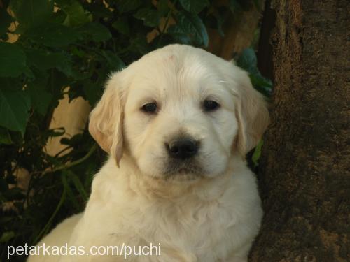 puchininbebekle Erkek Golden Retriever