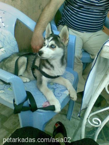 asia Dişi Sibirya Kurdu (Husky)