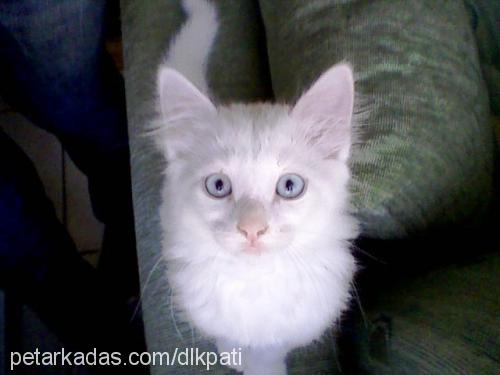 pati Dişi Ankara Kedisi (Angora)