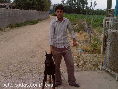 hektor Erkek Doberman Pinscher