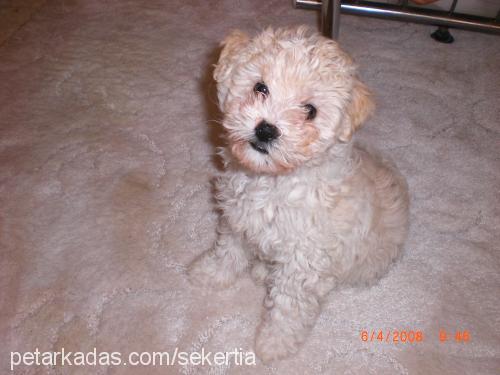 tia Dişi Bichon Frise