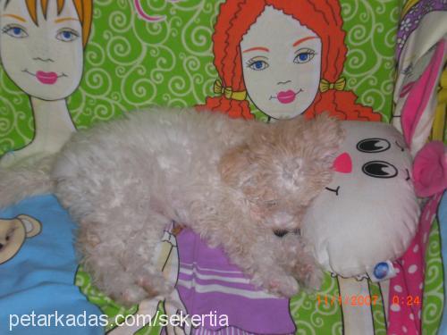 tia Dişi Bichon Frise