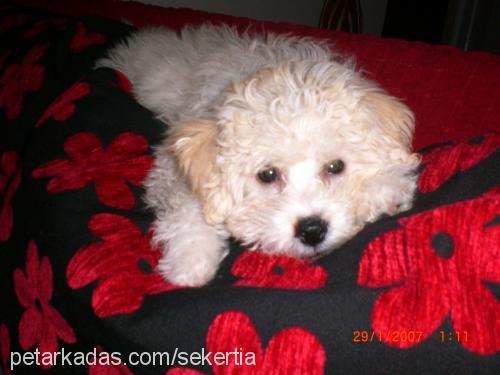 tia Dişi Bichon Frise