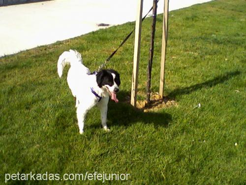 efe Erkek Border Collie