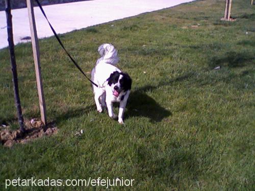 efe Erkek Border Collie